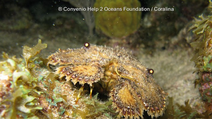Slipper lobster (24)
